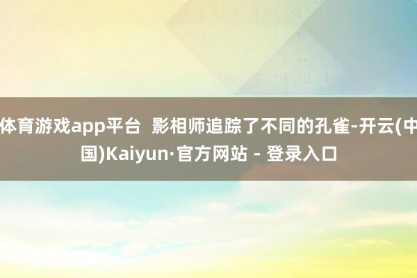 体育游戏app平台  影相师追踪了不同的孔雀-开云(中国)Kaiyun·官方网站 - 登录入口